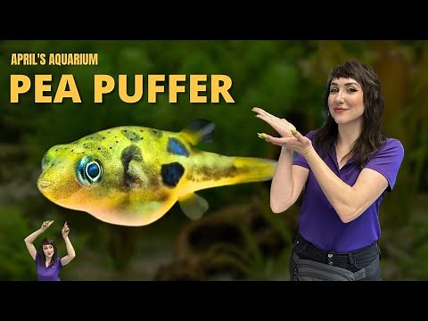Species Spotlight: Pea Puffer