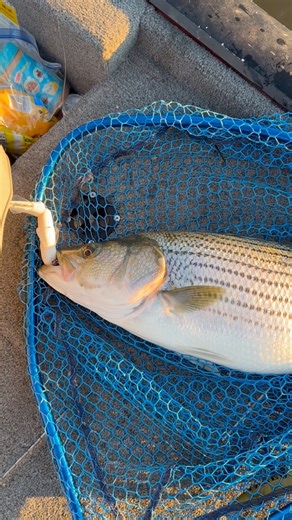 144K views · 1K reactions | Best time of the year! #fishing #stripedbass #fulltimefisherman | Full Time Fisherman | Facebook