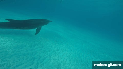 Zanzibar dolphin on Make a GIF