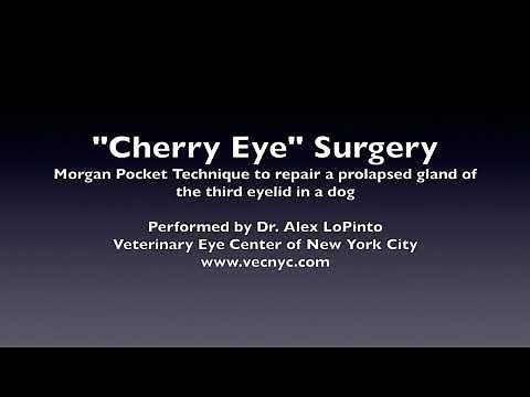 Morgan Pocket Technique to repair a "Cherry Eye" in a dog
