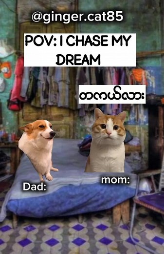 Cristiano Ronaldo's Fun Cat Meme Moments
