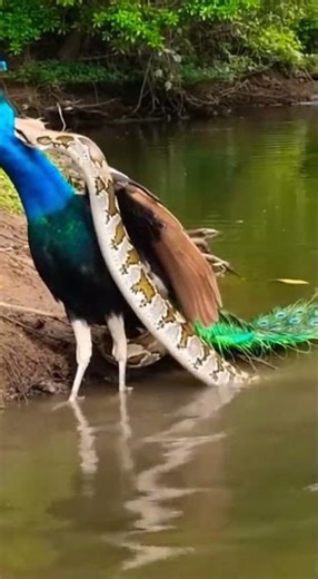 A python ambushes a peacock near riverbank, fast wrap
