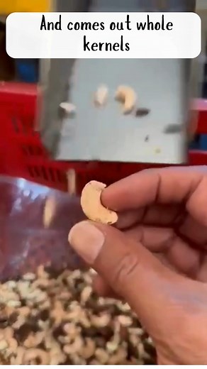 Palawan Cashew Company, Inc., the first semi-automated cashew processing plant in the Philippines, located in Coron, Palawan. We aim to develop high quality, all natural cashew products that are proudly made in Coron, and made only from the freshest and choicest cashews from Palawan. #supportlocalbusiness #superfoods #supportlocalcommunity #InnovativeTechnology #fairtradeproducts #healthysnack #supportlocalbusinesses #healthychoices #supportsmallbusiness2024 #employeewellbeing #fairtrade #coroni