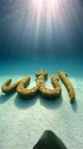 Today I have put a mini camera on my face and what did we get to see under the sea? Look, this is