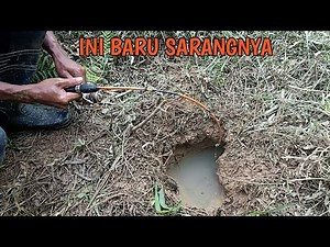 SARANG IKAN LEMBAT BESAR DI LUBANG PURBA