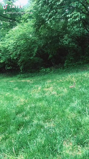 Crazy the chipmunk #fyp #animals #tiago #funny #kove