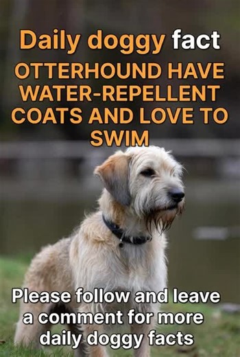 OTTERHOUNDS HAVE WATER-REPELLENT COATS AND LOVE TO SWIM. These rare British hounds were bred to hunt otters in rivers – their thick, oily coat keeps them dry and warm even in cold water! 🐟💦 Please follow @allaboutdogs4u and leave a comment for more daily doggy facts! Five viral hashtags: #DogFacts #UniqueDogBreeds #RareDogs #viral #DogLovers
