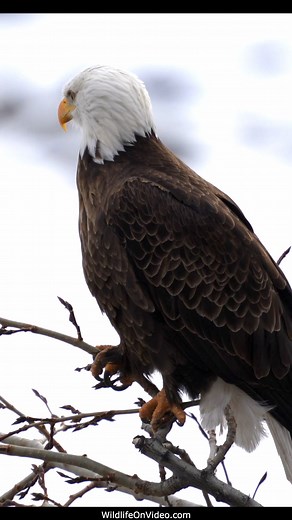 Bald Eagle Pair Back from Migration Close Up | Wildlife On Video