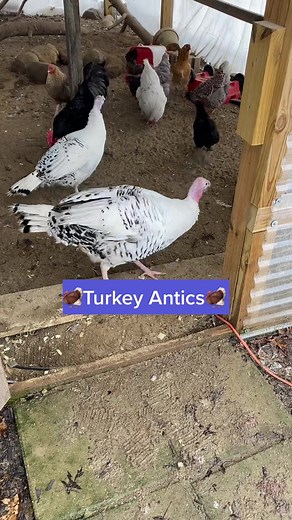 Adorable Pet Turkeys: Royal Palm Turkeys in Action