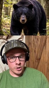 Opening day of bear season and a guy’s running three black labs through pheasant cover. Some folks learn safety the hard way. #hunting #hunter #outdoors | A Hunter's Legacy Podcast