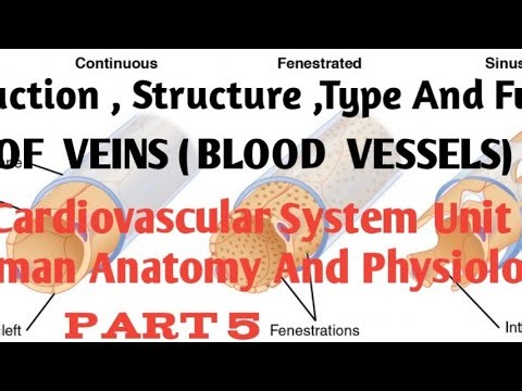 Ampicillin Explained: Introduction, Scope & Mechanism All Medical Student