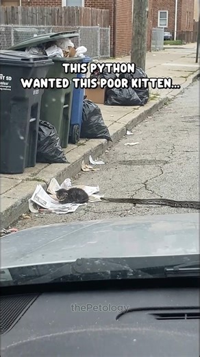 A Kitten Faced a Python… Then Kindness Stepped In 🐍🐱#cat