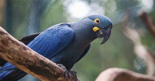 Zoo de SP mostra arara-azul-de-lear ao público pela primeira vez