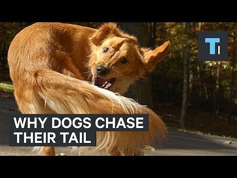 What It Could Mean When Your Dog Chases Its Tail