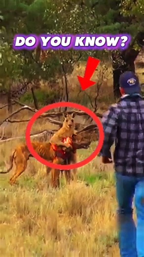 This Beast Can Break Your Bones In Seconds 🦘 | Kangaroo Shocking Facts