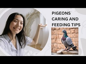 Essential Pigeon Care Tips: A Comprehensive Guide for Beginners