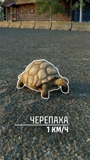 Кто самый быстрый? #tanks #танки #T95 #EBR #миртанков #MT #игры #games #turtle #race #speed #funny