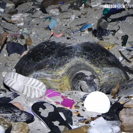 33M views · 112K reactions | These turtles on Christmas Island have to battle a wall of debris to reach the ocean. #OurBluePlanet | BBC Earth | Facebook