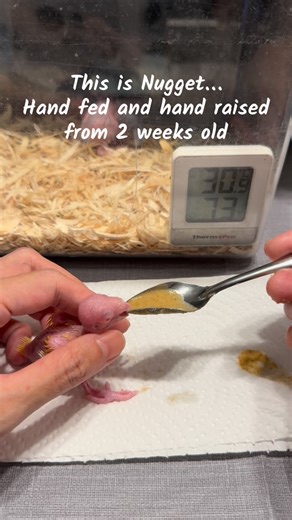 @maineybirds on Instagram: "Little Nugget. 4.5 month old female Lutino Parrotlet. So much cuteness and feistiness in a tiny thing. 😆 #parrotlet #forpuscoelestis #lutinoparrotlet #handfeedingparrots #handraisedparrots"