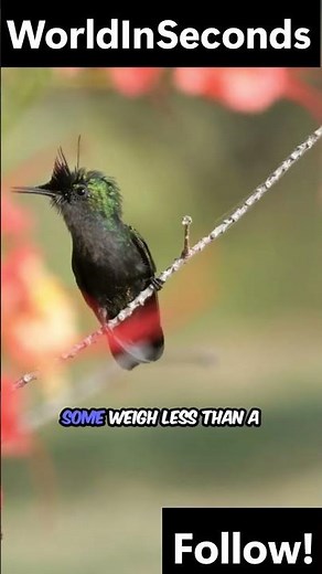 7 Mind-Blowing Facts About Hummingbirds