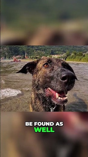 Meet the Cursinu - A Rustic Corsican Dog With Elegant Brindle Coat