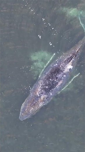 Er bekommt einfach keine Ruhe!