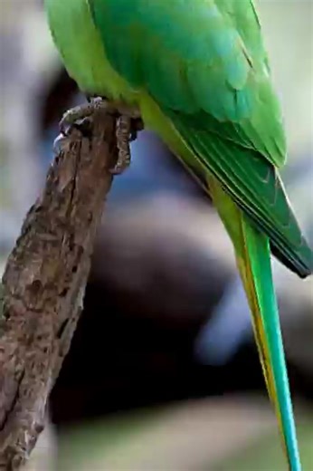 Animals Without Hair: Fascinating Looks and Facts