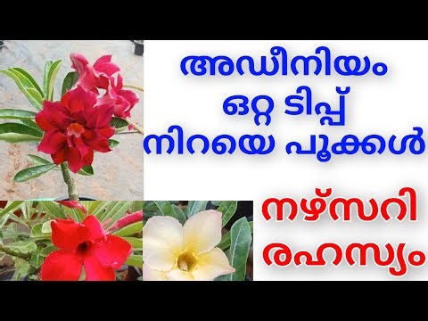 “Adenium Care Malayalam | Desert Rose Watering, Pruning, Fertilizer & Repotting