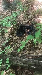 1.1K views · 49 reactions | Three Black Rat Snakes mingling at Ramapo Mountain State Forest in Ringwood, NJ. Video by Adam Greenbaum | New Jersey Audubon | Facebook