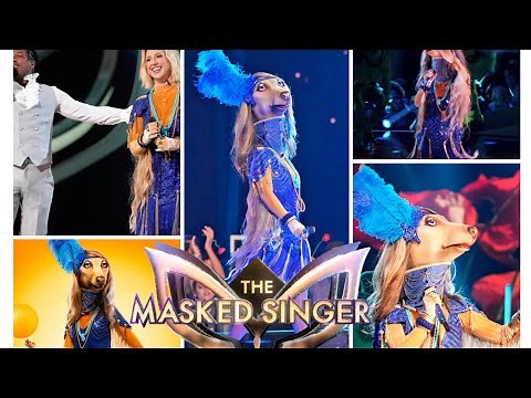 The Masked Singer Season 11 Afghan Hound All Performances & Reveal | TMK 🐕