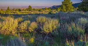 The Sagebrush Sea Is Vanishing