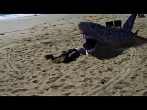 Sand Sharks | Full Movie Verdict And Information | Corin Nemec, Brooke Hogan