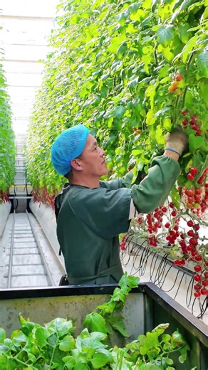 International Greenhouse Construction: A Global Guide