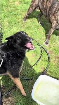 Nubs & Pups playing in water