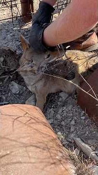 This coyote trap catch is absolutely insane #trapping #wildlife