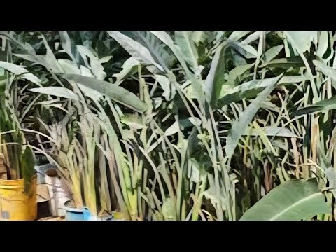 How to grow strelitzia cuttings? How to plant strelitzia in a pot?