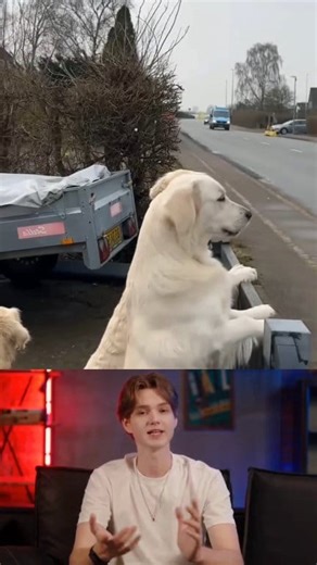 Waiting for the Secret Visitor 👀🐾 | Alex World