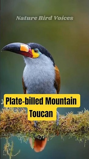 Plate-billed Mountain Toucan #birds #birdsong #birdsounds
