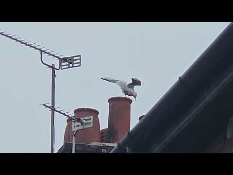 Screaming Seagull Jumping On Chimney Pot. #nature #wildlife #birds