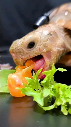 Relaxing ASMR Eating Orange Mukbang 🍊 Turtle Tortoise