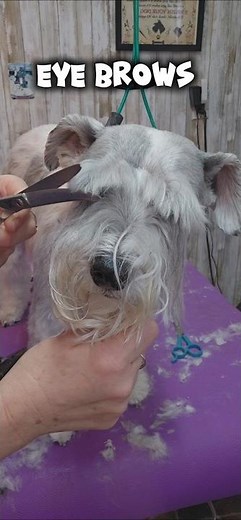 Schnauzer-Poodle mix gets a Schnauzer cut