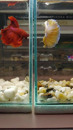Betta Fish Fighting: Watch the Intense Battle Between Two Fish