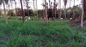 2.2K views · 40 reactions | Introduction to Goat farming Biosecurity...