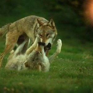 1.5K views · 304 reactions | Gray wolves | Wolves and wolfpuppys | Facebook