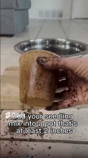How to Start Tomato Seeds Indoors