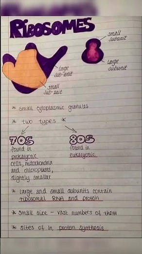 Ribosome biology and physiology | medical 2.0