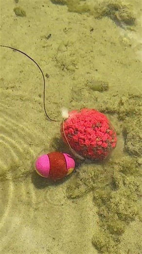 Pink PVA Explosion | Double Snowman Setup | Carp Fishing 🌸 #fishing #carpfishing #рыбалка #angeln