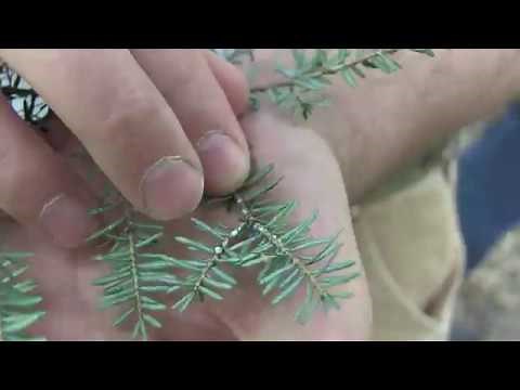 Hemlock Woolly Adelgid