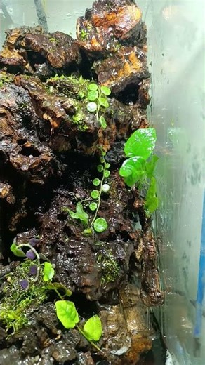 Adding new plants to my paludarium