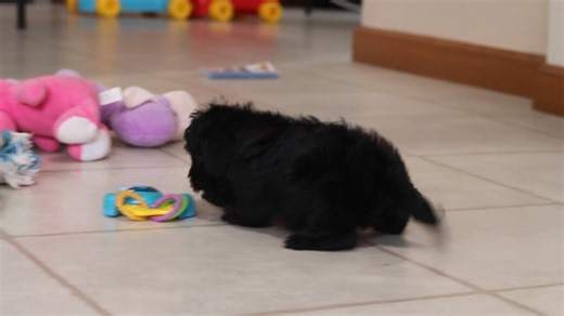 Yorkiepoo - Yorkie Poo puppy for sale